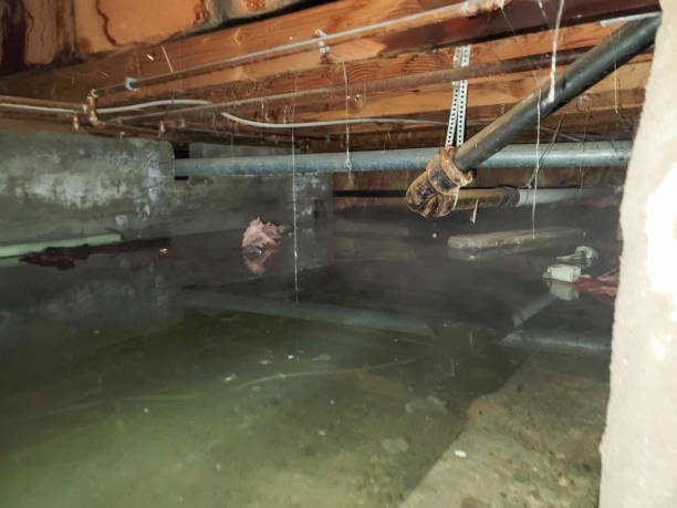 Best Basement water damage restoration  in Pemberton Heights, NJ