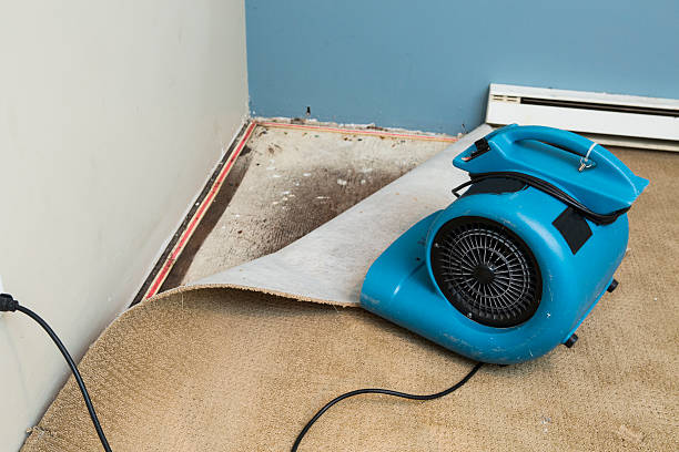 Best Mold removal after water damage  in Pemberton Heights, NJ